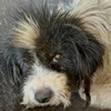 Fluffy 2 W Valcea